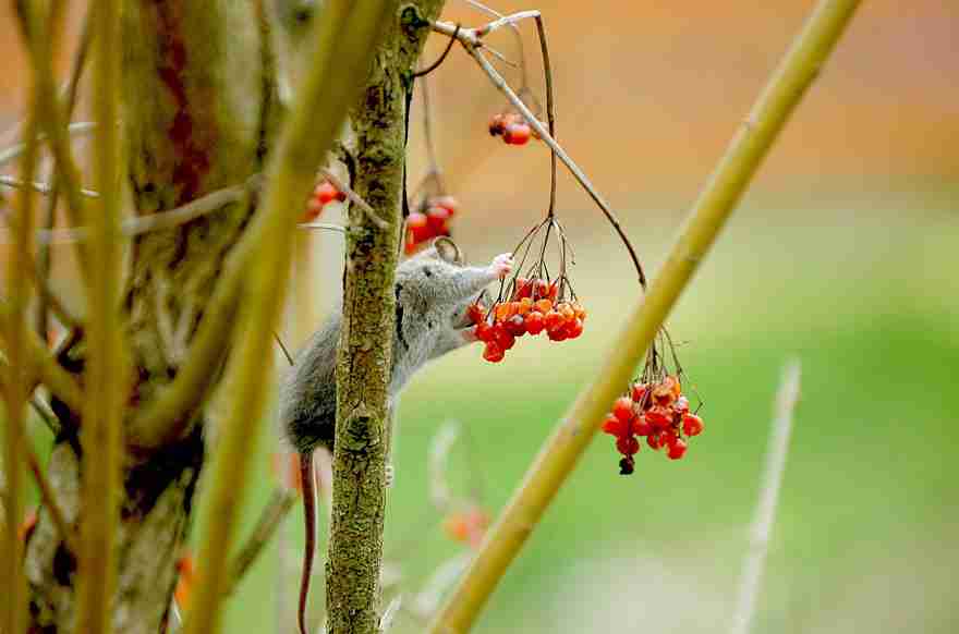 wild-mouse-photography-12