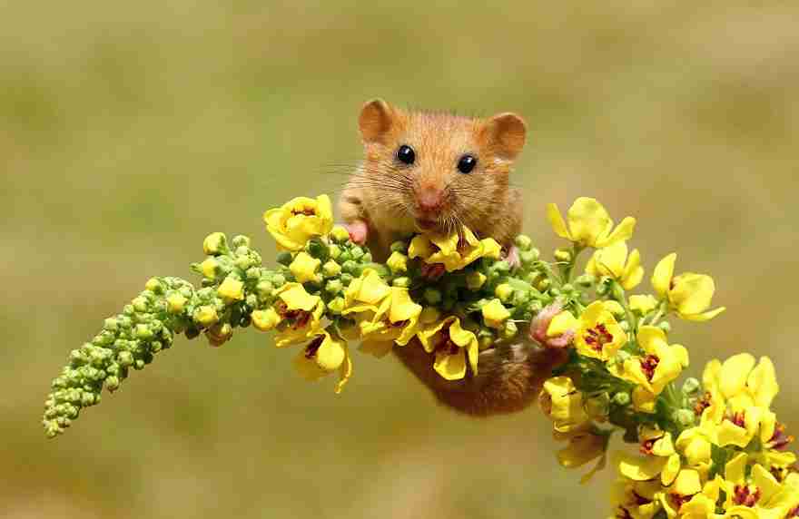 wild-mouse-photography-3