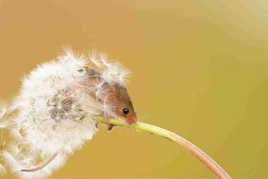 wild-mouse-photography-35