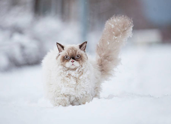 zvieratka-v-snehu (1)