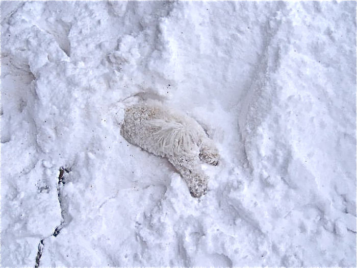 zvieratka-v-snehu (19)