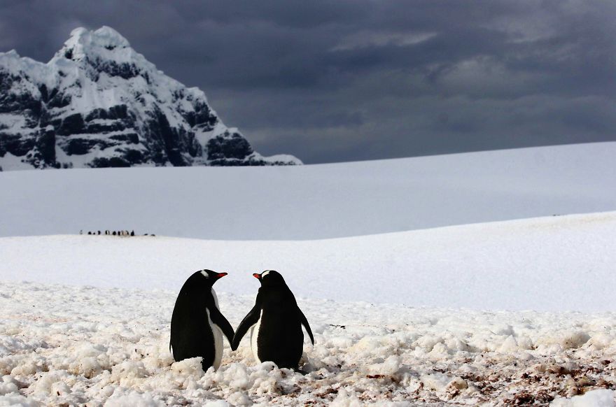 animal-couples-in-love-penguins__880