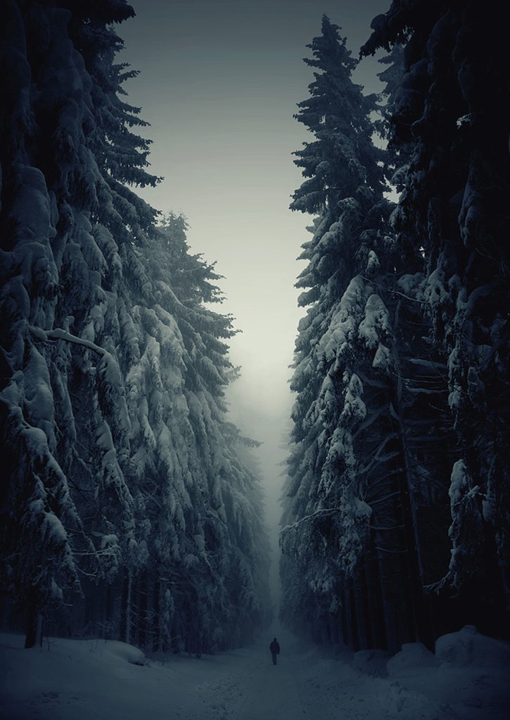 beautiful-mysterious-forests-1__880