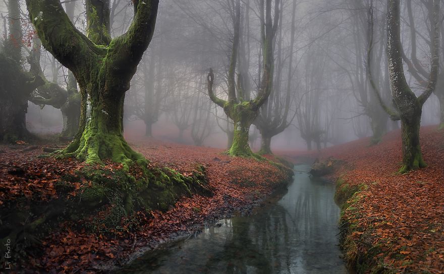 beautiful-mysterious-forests-221__880
