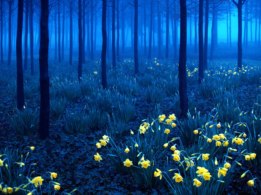 beautiful-mysterious-forests-3__880