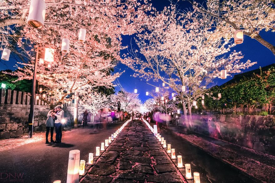 cherry-blossom-lantern-festival-japan__880