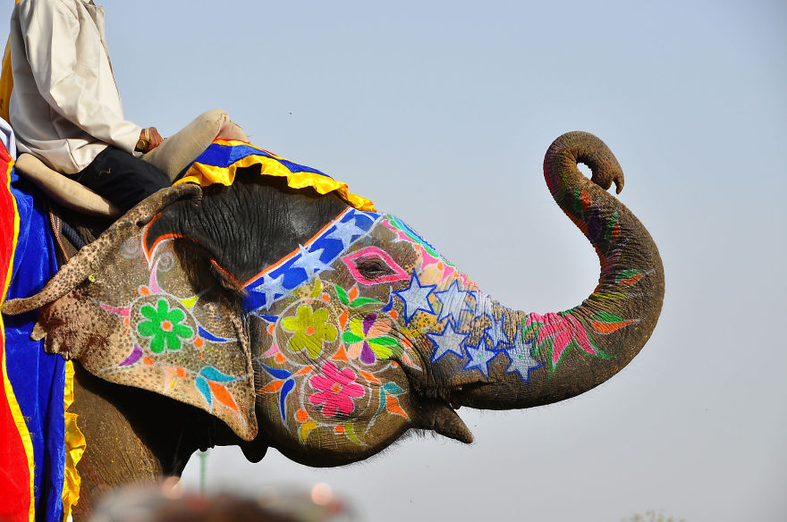 unique-festivals-around-the-world-jaipur-elephant-festival__880