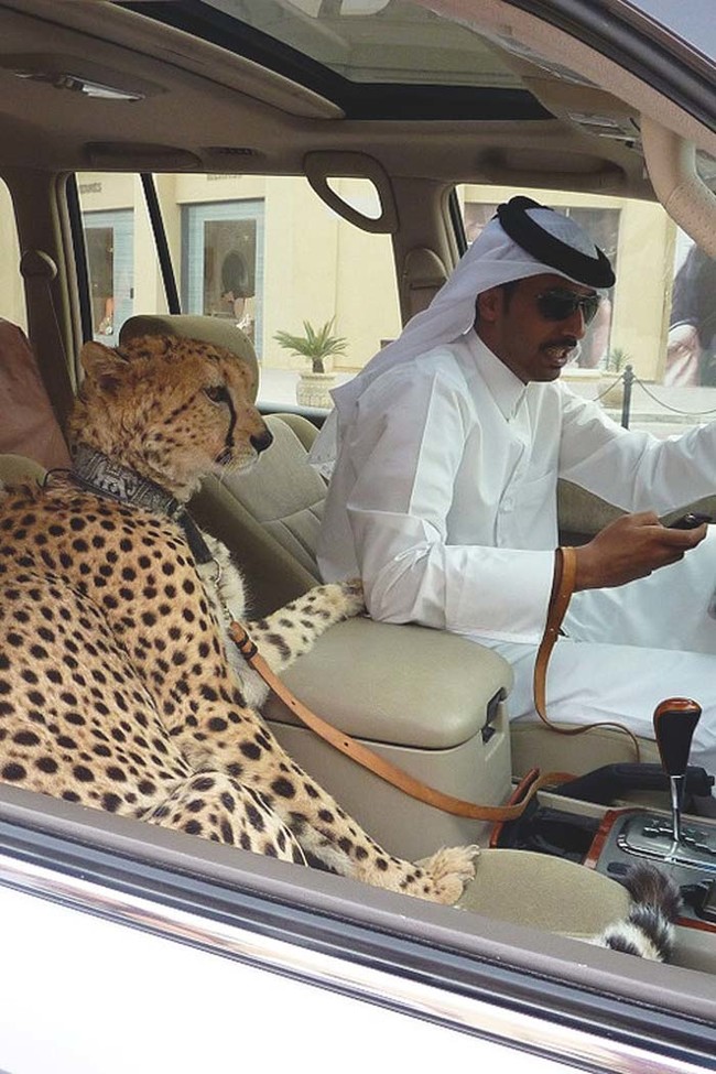 Výstrednosti bohatých šejkov v Dubaji img
