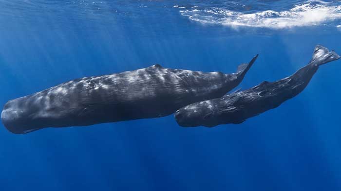 najstaršie veľryby (2)