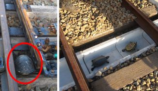 Japonské železnice postavili tunel pre korytnačky – pre ich záchranu