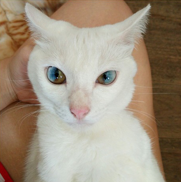rôznofarebné oči mačky (12)