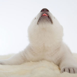 cute-baby-polar-bear-day-photography-52__300