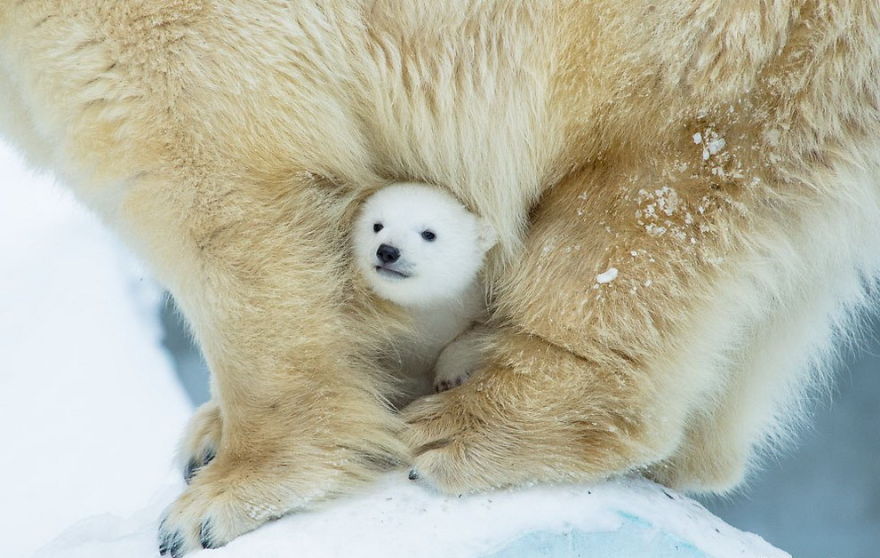 cute-baby-polar-bear-day-photography-53__880