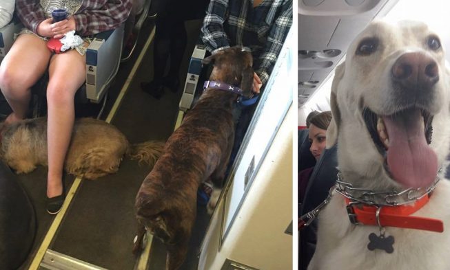 Aerolinky dovolili v Kanade priniesť si domácich miláčikov na palubu img