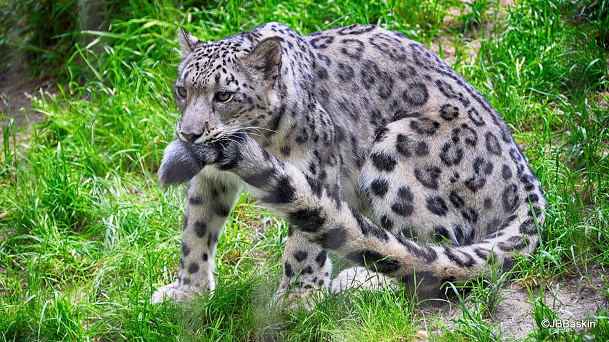 snezne leopardy (5)