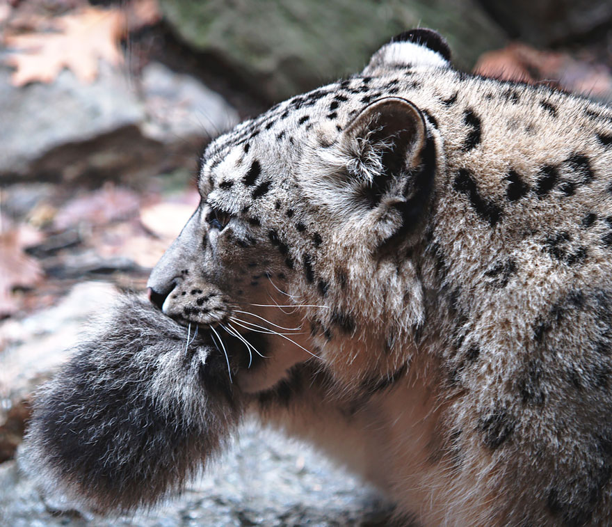 snežné leopardy (7)