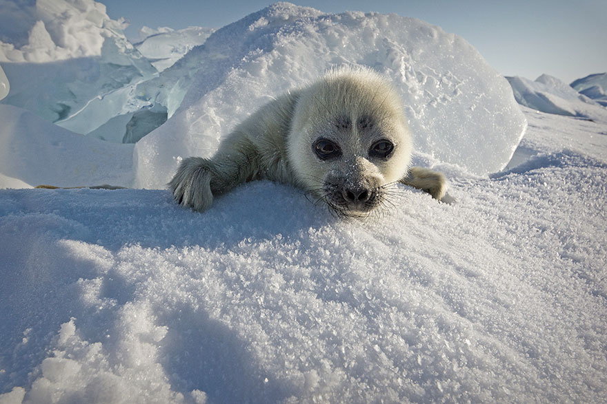 mláďa tuleňa