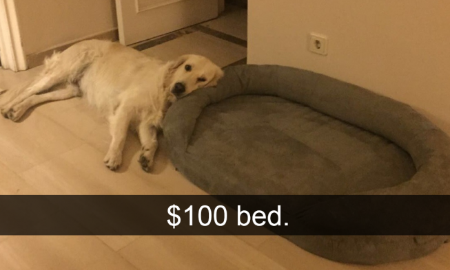 Šialené psie Snapchaty, ktoré stoja za to img