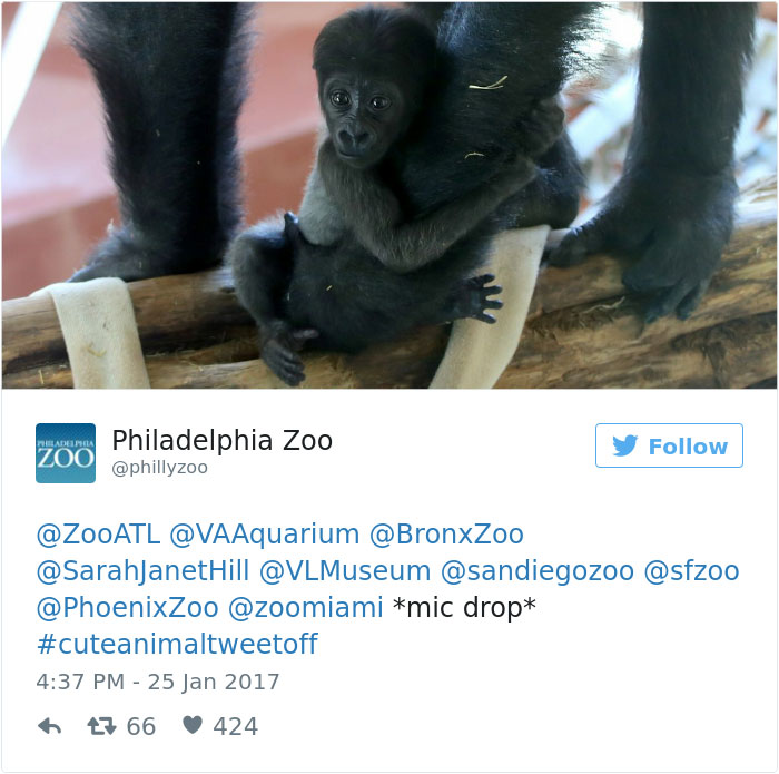 cute-zoo-animal-tweet-off-13