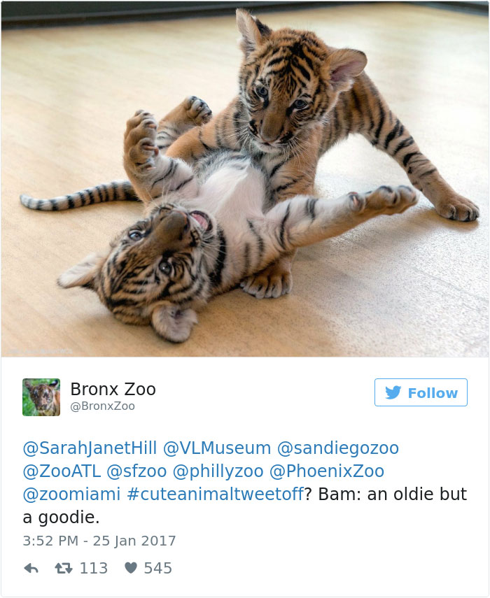 cute-zoo-animal-tweet-off-16