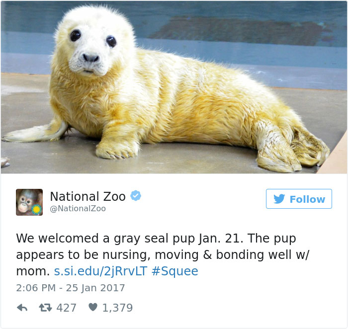 cute-zoo-animal-tweet-off-2