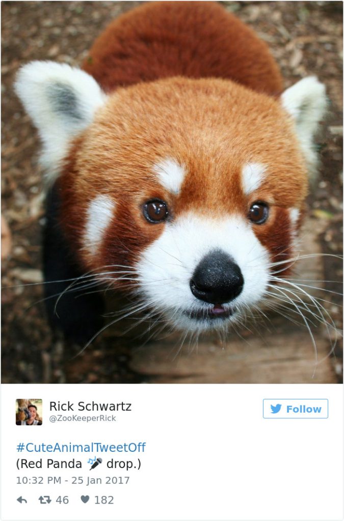 cute-zoo-animal-tweet-off-28