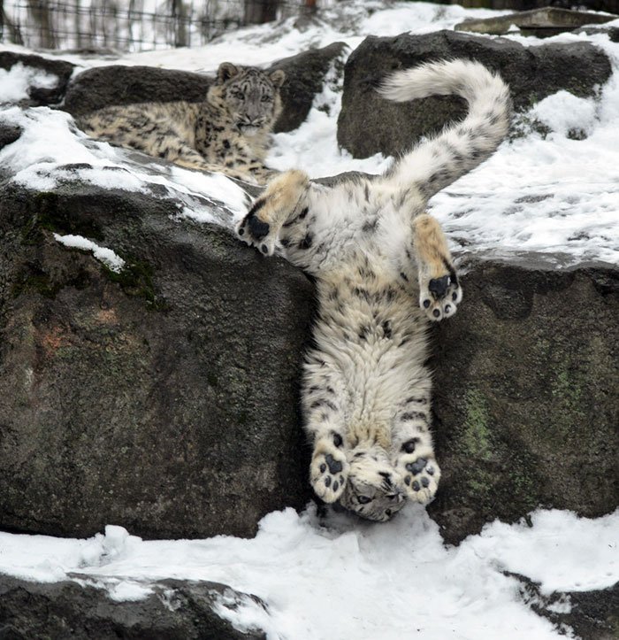 snežné leopardy (2)