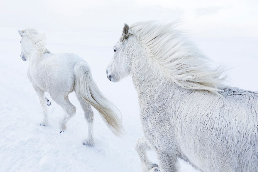 divoké kone na Islande