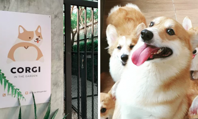 Žena otvorila v Thajsku Korgi Café, ako to tam vyzerá? img