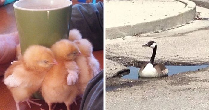 Keď sa viete dobre pobaviť na vtákoch img