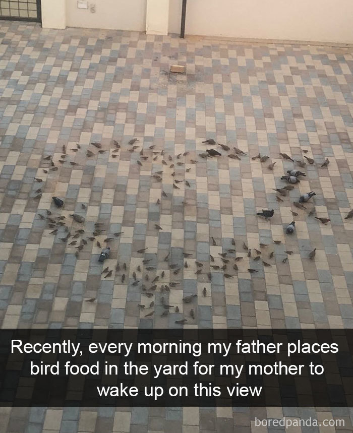 vtipné vtáky