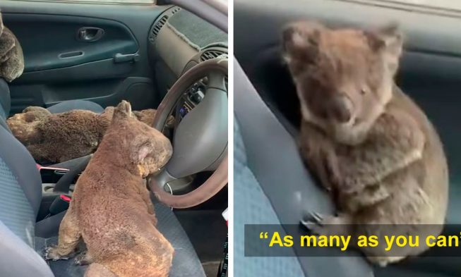 Tínedžeri zachraňujú koaly z požiaru v Austrálii, takto sa im darí img