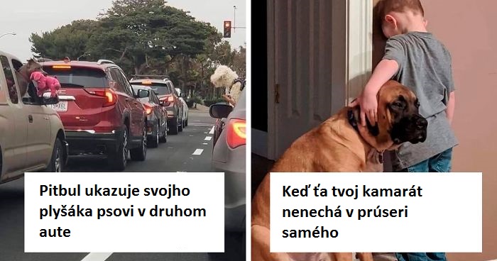Roztomilé situácie so psíkmi, ktoré vždy potešia img