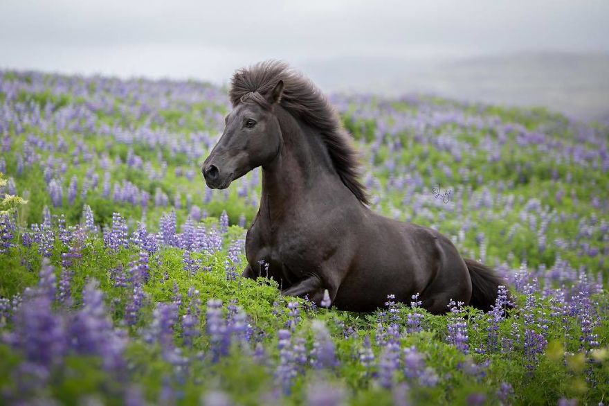 krása divokých koní