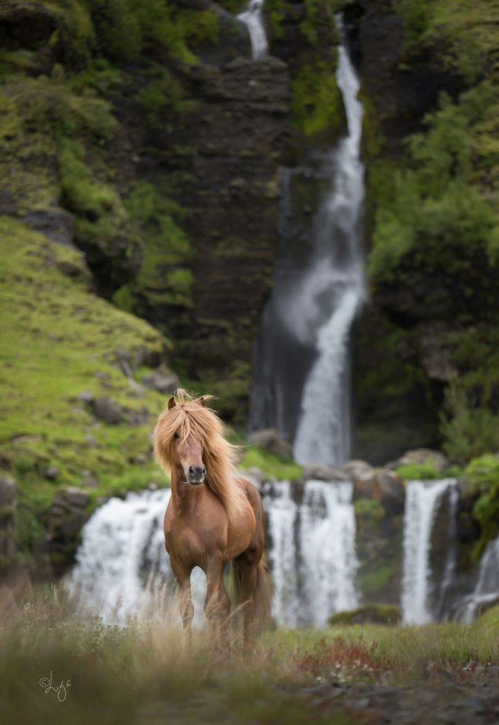 krása divokých koní