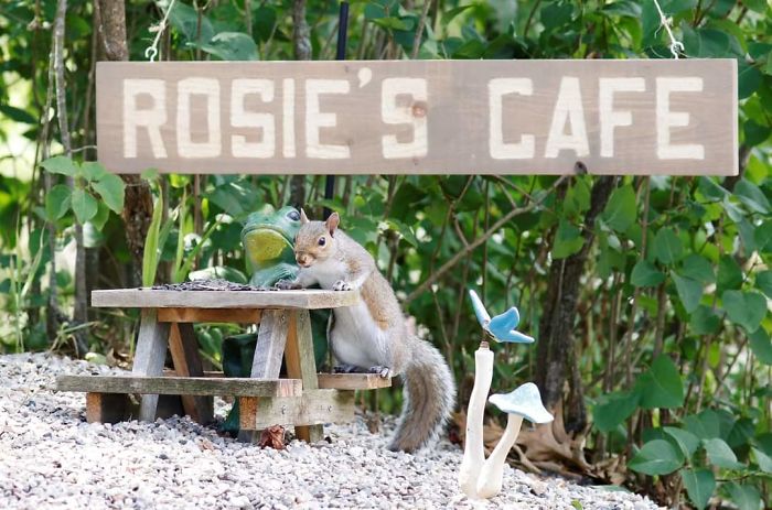 kaviareň pre veveričky