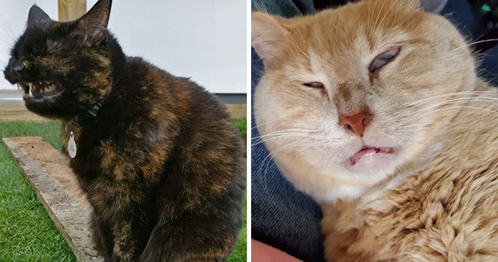 Veľmi nelichotivé mačacie fotky img