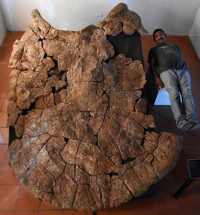 zachované staroveké fosílie