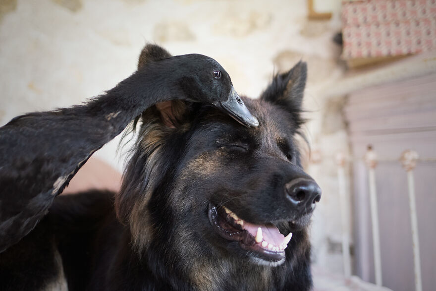 priateľstvo psíka a vtáčikov