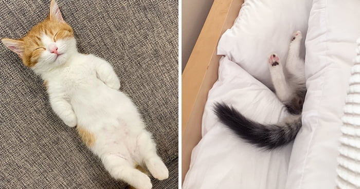 Najmilšie fotky spiacich mačiek, ktoré vás chytia za srdce