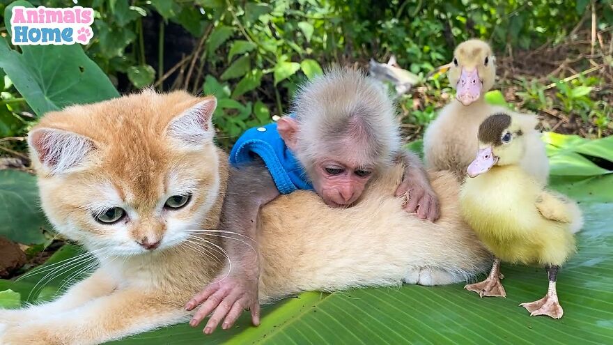 opička z Indonézie