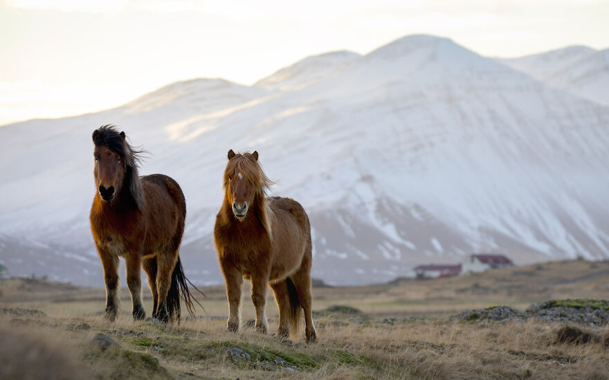 zvieratá na Islande